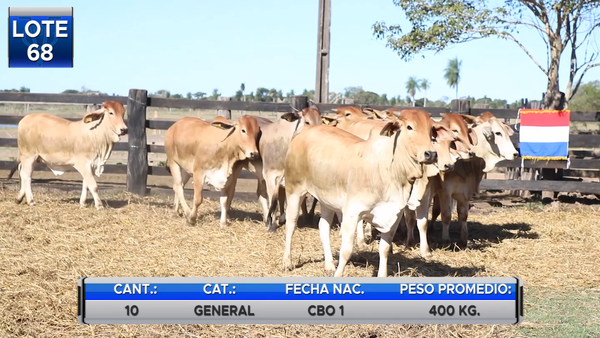 Lote POR PANTALLA -VAQUILLAS BRAHMAN  PARA SERVICIO  -LOTE 68