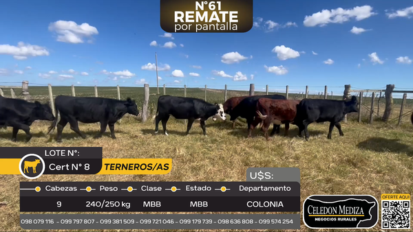 Lote 9 Terneros y Terneras en Santa Rosa, Colonia