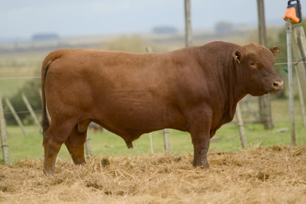 Lote RP 409