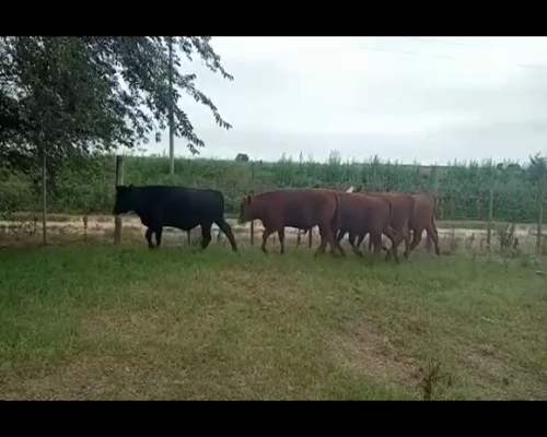 Lote 8 Terneros/as en Viamonte, Córdoba