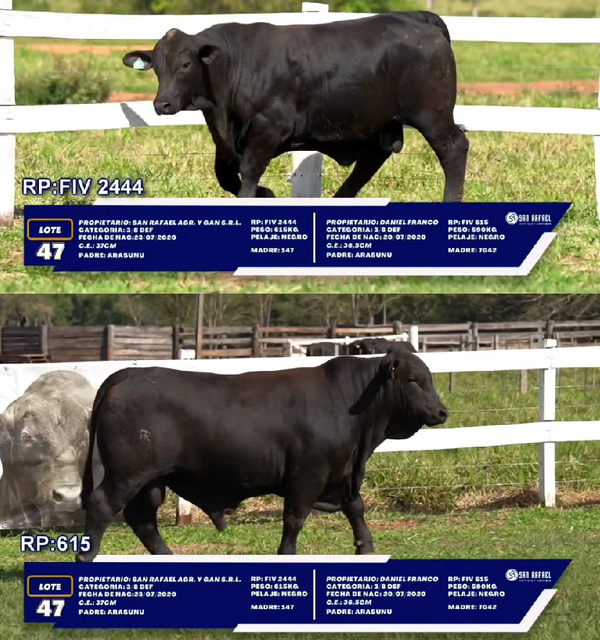 Lote LOTE 47 - DUO