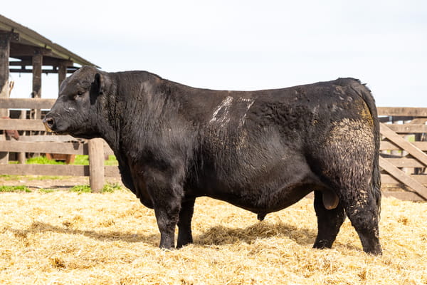 Lote Toro PC