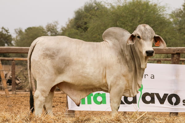 Lote LOTE 52