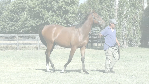 Lote FERMIN RIDE (RERIDE -  AUSTERITY)