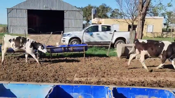 Lote 34 Novillitos Holando Argentino en Porteña, Córdoba