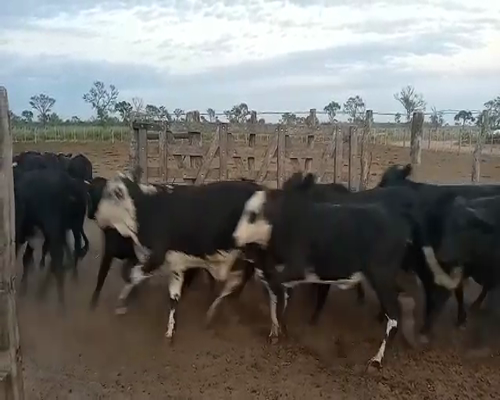 Lote 62 Vaquillonas en Bandera, Santiago del Estero