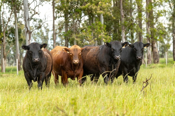 Lote Lote 9 Toros Pi  2 Años