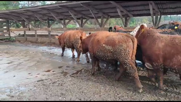 Lote 20 Novillo Gordo en Los Ángeles, VIII Región Biobío