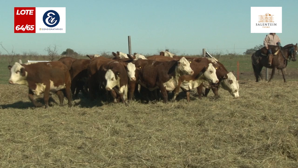 Lote Vaquillas Braford Generales para Servicio (Aptas Reproductivas por Tacto Rectal)