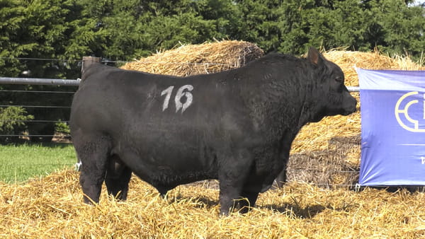 16 -  40756N — TOROS ANGUS PURO CONTROLADO