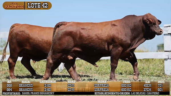 Lote LOTE 42 - VIVO