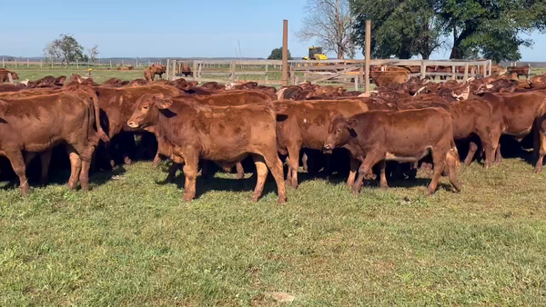 Lote 200 Terneros en Santo Tomé, Corrientes