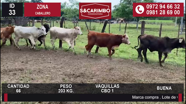 Lote VAQUILLAS CBO 1