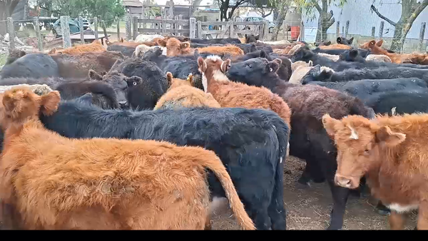 Lote 65 terneros/as