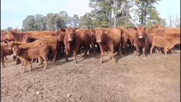 Lote 38 AL CORTE (VAQ)