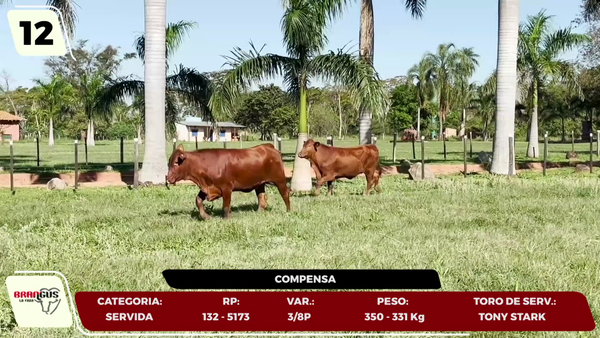 Lote LOTE 12- EN VIVO