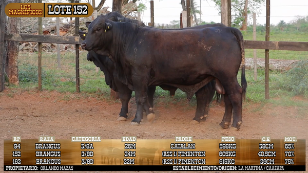 Lote LOTE 152 - VIVO