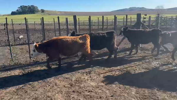 Lote 65 Terneras en Buenos Aires, Azul