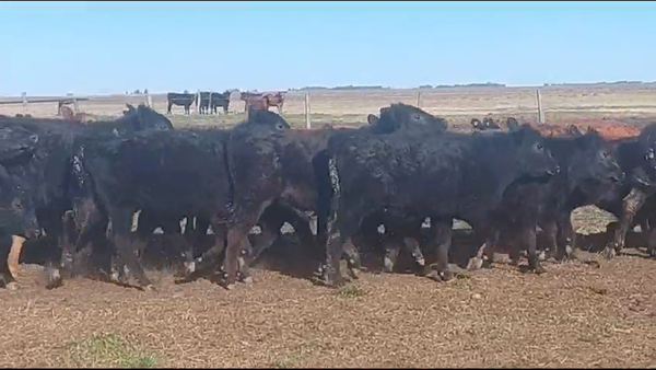68 Terneros en Bolívar, Buenos Aires