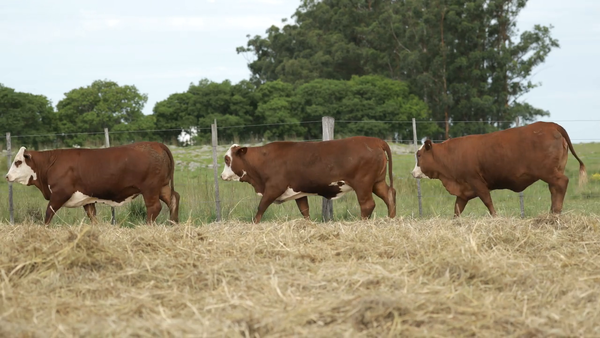 Lote Vaquilla Para Servicio