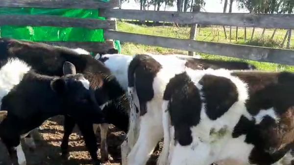 Lote 8 Terneras HOLANDO 135kg - , San José