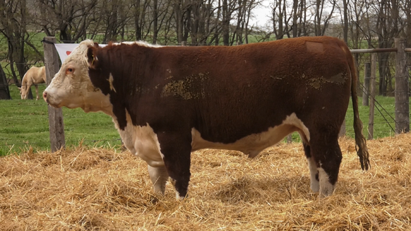 Lote TOROS PUROS REGISTRDOS