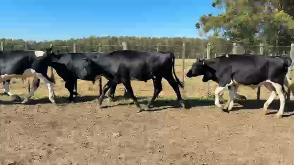 Lote NOVILLOS 1 a 2 AÑOS