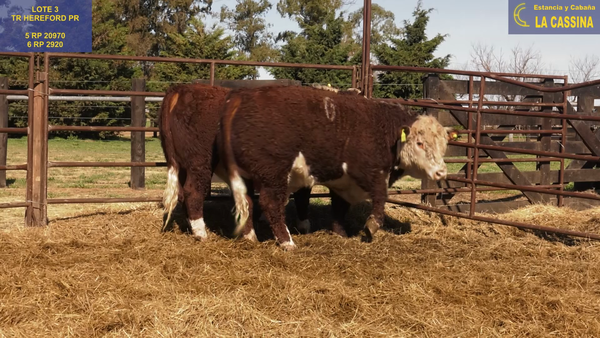 Lote TOROS P. HEREFORD PURO REGISTRADO