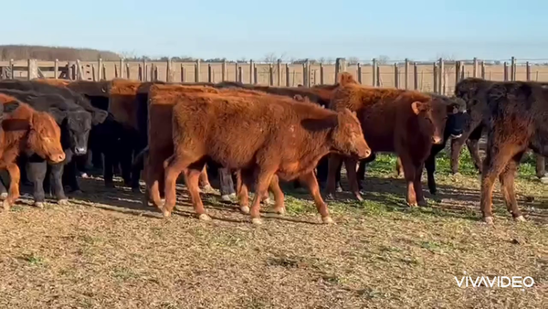 Lote 72 Terneros en Castelli, Buenos Aires