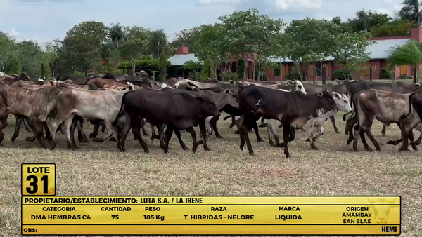 Lote LOTE 31