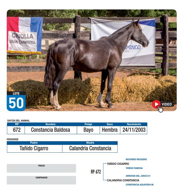 Lote Constancia Baldosa