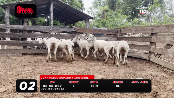 Lote LOTE 2- POR PANTALLA