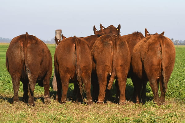 Lote VAQUILLONAS MaS PREÑADAS LA PLUMA