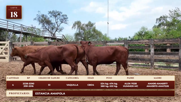 Lote LOTE 18