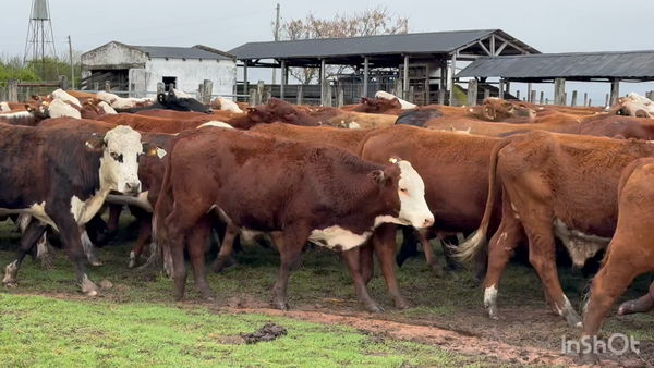 Lote 125 Novillitos/Novillos en Corrientes, Mercedes