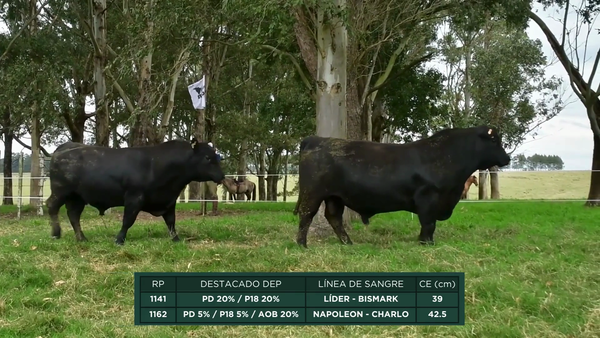 Lote RP - 1162 - 1141