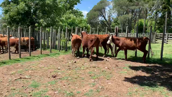 Lote 4 Novillos 2 a 3 años en Melo, Cerro Largo