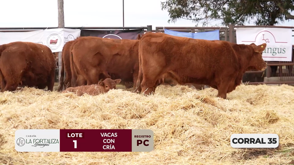 Lote VACAS PC PARIDAS DE PRIMER PARTO