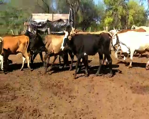 Lote 36 Vacas en Monte Quemado, Santiago del Estero