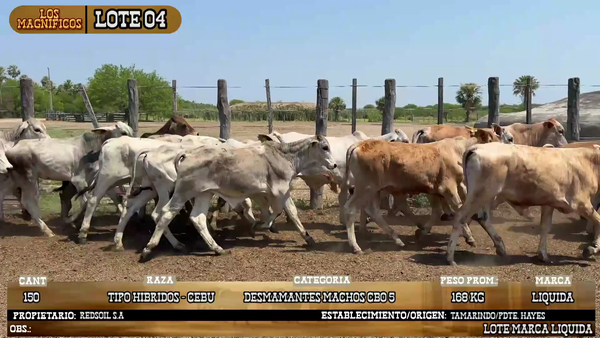 Lote LOTE 4