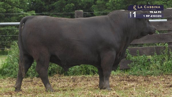 Lote TORO ANGUS PURO CONTROLADO