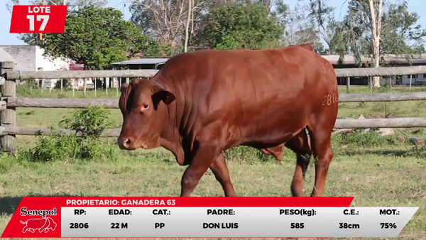 Lote LOTE 17