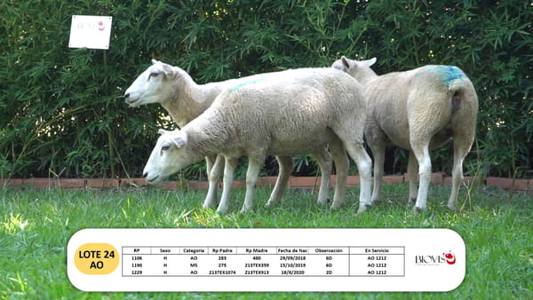 Lote Lote 24 - AO-MS