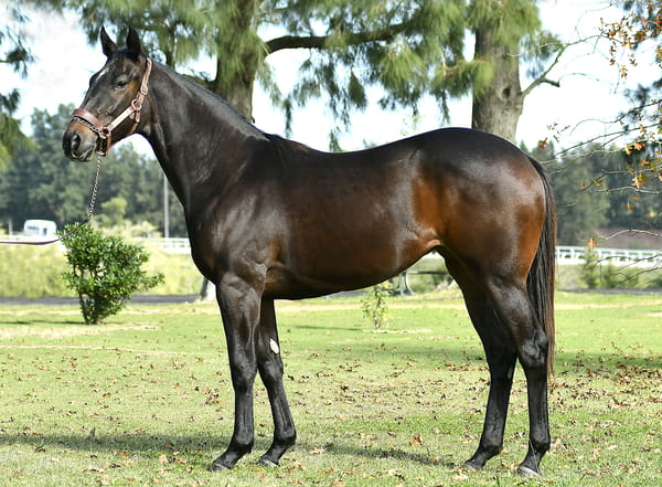 Lote MYSTIQUE