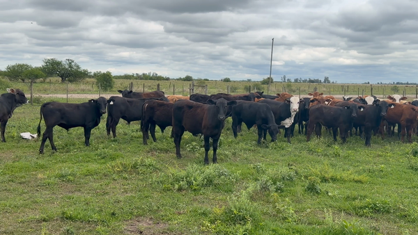 Lote 70 Terneros