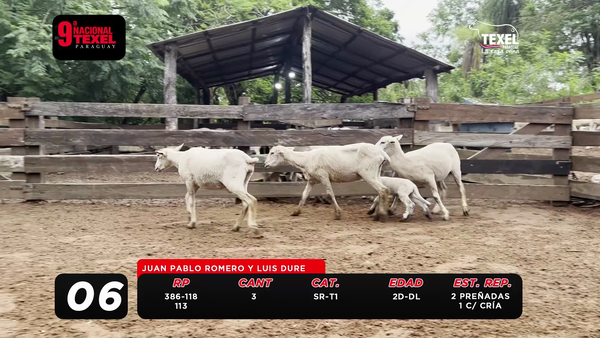 Lote LOTE 6- POR PANTALLA