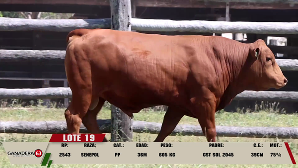 Lote LOTE 19