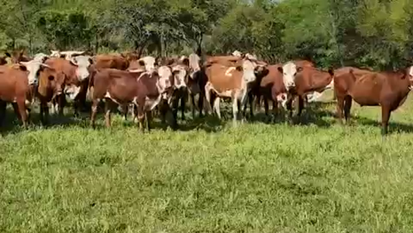 Lote 50 Novillos en Sauce, Corrientes