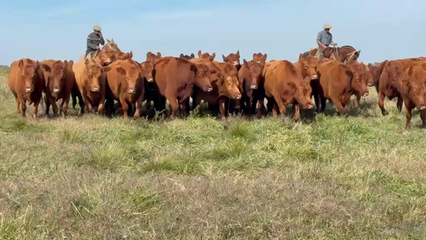 Lote 32 Vientres preñados en Col. Alemana, Entre Ríos