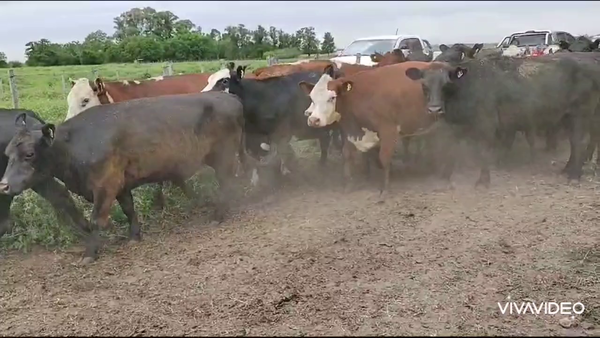 Lote 26 Vacas C/ gtia de preñez en Brandsen, Buenos Aires